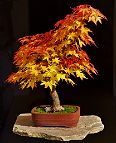 Erable-Bonsai-Acer Acer amoneum 'Aocha Nishiki'