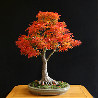Erable-Bonsai-Acer Acer palmatum 'Shishigashira'