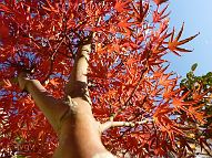 Erable-Bonsai-Acer Acer palmatum 'Okushimo'
