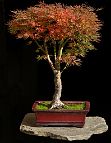 Erable-Bonsai-Acer Acer palmatum 'Okushimo'