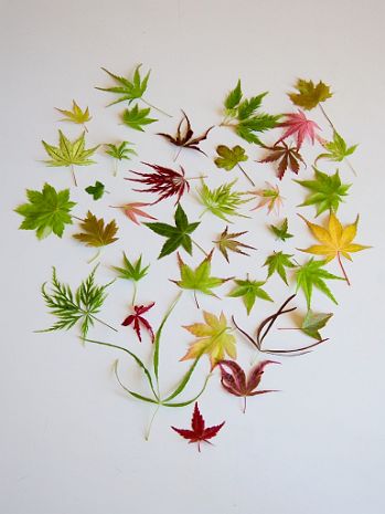 Maple leaves MAPLE LEAVES BONSAI