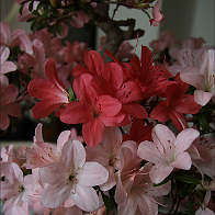 Azalée-bonsai Rhododendron indicum 'Nikko' (azalée satsuki)