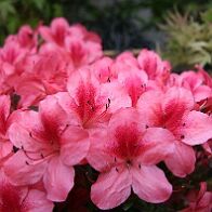 Azalée-bonsai Rhododendron indicum