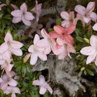 bonsai-azalee-15 Rhododendron indicum 'Nikko' (azalée satsuki)