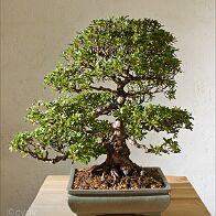 Azalée-bonsai Rhododendron indicum 'Nikko' (azalée satsuki)