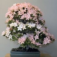 Azalée-bonsai Rhododendron indicum 'Nikko' (azalée satsuki)