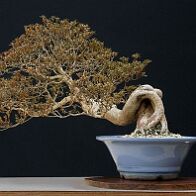 Azalée-bonsai Rhododendron indicum (azalée satsuki)