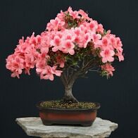 Azalée-bonsai Rhododendron indicum