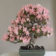 Azalée-bonsai Rhododendron indicum 'Nikko' (azalée satsuki)