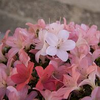 Azalée-bonsai Rhododendron indicum 'Nikko' (azalée satsuki)
