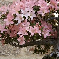 Azalée-bonsai Rhododendron indicum 'Nikko' (azalée satsuki)