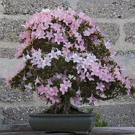 Azalée-bonsai Rhododendron indicum 'Nikko' (azalée satsuki)