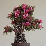 Azalée-bonsai Rhododendron (Williamsianum-hybrid) 'Karin'