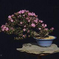 Azalée-bonsai Rhododendron indicum (azalée satsuki)