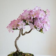 Azalée-bonsai Rhododendron indicum (azalée satsuki)