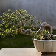 Azalée-bonsai Rhododendron indicum (azalée satsuki)