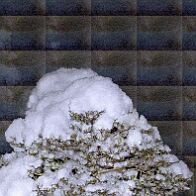 Azalée-bonsai Rhododendron indicum (azalée satsuki)