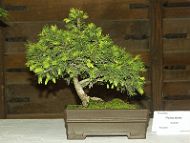 Bonsai-conifere Picea abies (L.) H.Karst.