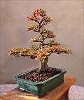 cotoneaster-bonsai Cotoneaster horizontalis N°3 (2023)