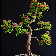 Bonsai-Aubépine Crataegus laevigata (Poir.) DC. 'Paul's Scarlet'
