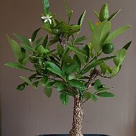 Bonsai-Limettier-Citron-vert Citrus aurantiifolia (Christm.) Swingle