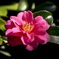 IMG_1023 - Copie1 Camellia sasanqua