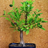 Bonsai-Limettier-Citron-vert Citrus aurantiifolia (Christm.) Swingle