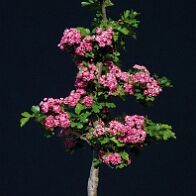 Bonsai-Aubépine Crataegus laevigata (Poir.) DC. 'Paul's Scarlet'
