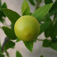 Bonsai-Limettier-Citron-vert Citrus aurantiifolia (Christm.) Swingle