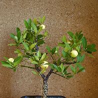 Bonsai-Limettier-Citron-vert Citrus aurantiifolia (Christm.) Swingle