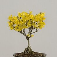 Bonsai-forsythia Forsythia x intermedia Zabel