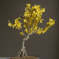 Bonsai-forsythia Forsythia x intermedia Zabel