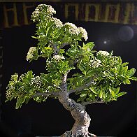 Bonsai-Pyracantha Pyracantha coccinea M.Roem.