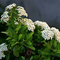 Bonsai-Pyracantha Pyracantha coccinea M.Roem.