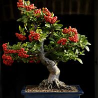 Bonsai-Pyracantha Pyracantha coccinea M.Roem.
