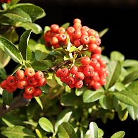 Bonsai-Pyracantha Pyracantha coccinea M.Roem.
