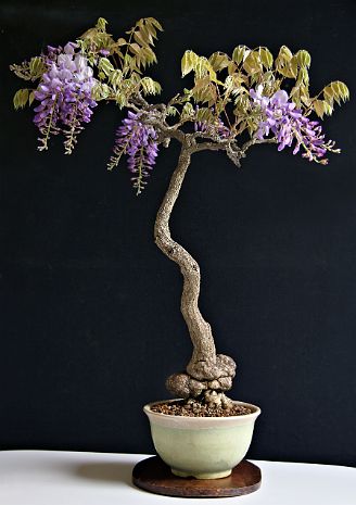 Glycine