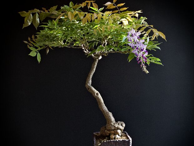Glycine