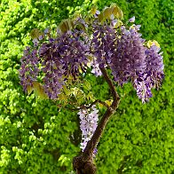 Glycine-bonsai Wisteria sinensis