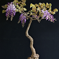 IMG_1741 - Copie02 Wisteria sinensis