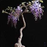 Glycine-bonsai Wisteria sinensis
