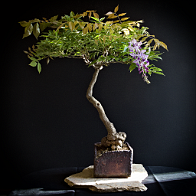 Glycine-bonsai Wisteria sinensis