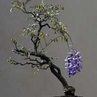 Glycine-bonsai Wisteria sinensis