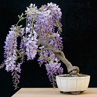 Glycine-bonsai Wisteria sinensis