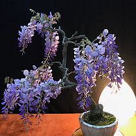 Glycine-bonsai Wisteria sinensis