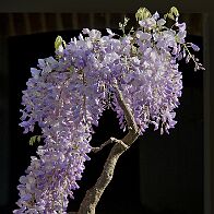 Glycine-bonsai Wisteria sinensis