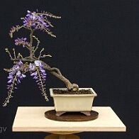 Glycine-bonsai Wisteria sinensis