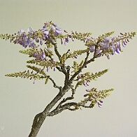 Glycine-bonsai Wisteria sinensis