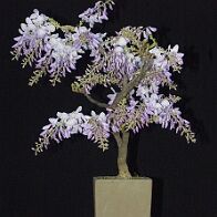 Glycine-bonsai Wisteria sinensis