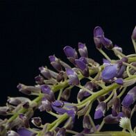 Glycine-bonsai Wisteria sinensis